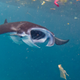 A manta swimming with plastic debris in Indonesia.